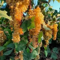 نهالستان بزرگ ترین تولید کننده شمال غرب کشور|حراج|گنبد کاووس, |دیوار