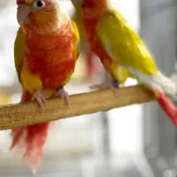 عروس آلبینو مولد ردچیک اورجینال تراکوییس آبی