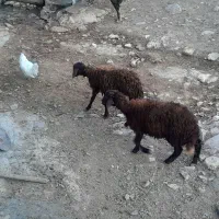 یک بره نر و دو بره ماده