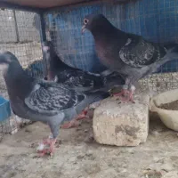 جوجه پلاکی زرهی