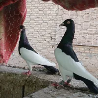 کبوتراس|پرنده|نگین شهر, |دیوار