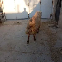 قوچ دامازدیق|حیوانات مزرعه|سرعین, |دیوار