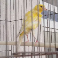 قناری (معاوضه)