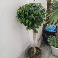 گل لیندا۱۵۰تومن بنجامین بافت،اریک،بنسای،سرخس،نیکلا