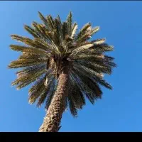 قطع درختان مزاحم|خدمات باغبانی و درختکاری|میناب, |دیوار