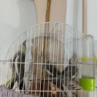 ۴عدد عروس هلندی سالم وسرحال