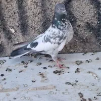 یک جفت کبوتر پاکستانی|پرنده|کرج, باغستان|دیوار