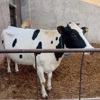 گاو شکم۲..۷ماه ابس.همراه با گوساله پارسال