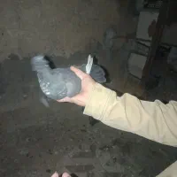 کبوتر زاغ تزعینی