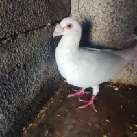 دوعدد کفتر سفید، ساده سرخ
