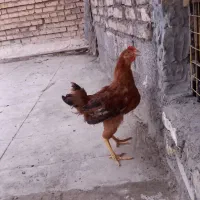فروش یک عدد نیمچه درجه یک دورگ