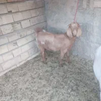 شیرموی چاق  اماده سربریدن