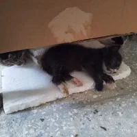 واگذاری بچه گربه