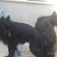 ژرمن بلک شپرد اصیل|سگ|صفادشت, |دیوار