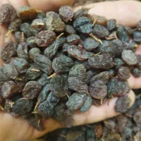 کشمش آفتابی