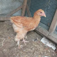 جوجه خروس برهما.پاپر