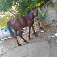 اسب دره شور|اسب و تجهیزات اسبسواری|بندرعباس, |دیوار