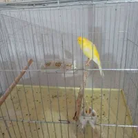 یک جفت قناری نر و ماده جفتش باهم ۳ ملیون