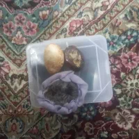 زوعیه|کلکسیون اشیاء عتیقه|زاهدان, |دیوار