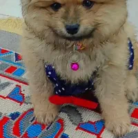 پامرانـین خـرسی اصل