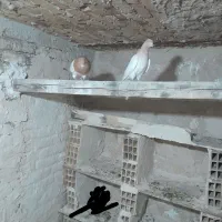 یک جفت کبوتر کله زرد