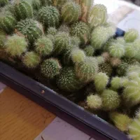 گلدان کاکتوس زیبا