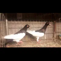 دنش|پرنده|مشهد, سمزقند|دیوار