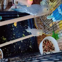 عروسک عروس هلندی