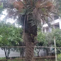 فینیکس فونیکس یوکا سیکاس پالم واشنگتن لاتانیا
