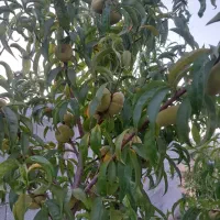 باغچه-500-متری