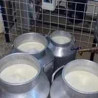 کره در دو رنگ زرد و سفید ،روغن ،دوغ و شیر