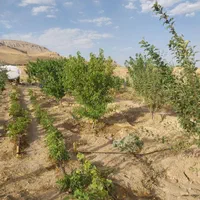 فروش باغ به متراژ ۹۰۰متر در روستای هیبت اللّه|فروش دفتر صنعتی، کشاورزی، تجاری|سنقر, |دیوار
