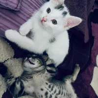 واگذاری گربه