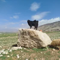 بز نر درجه یک