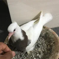 جوجه طوقی مهر