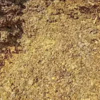 ذرت علوفه۸۵۰۰