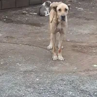 سگ گله|سگ|تربت‌حیدریه, رباط سفلی|دیوار