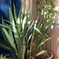 گل و گیاه|گل و گیاه طبیعی|شیراز, کوشک میدان|دیوار