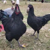 خروس نژاد استرالوپ آلمانی|حیوانات مزرعه|سرخه حصار, |دیوار