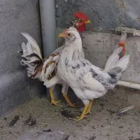 حراج خروس ودوتک  نژاددارگلین