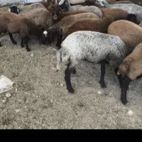 بزغاله وبره برای قربانی
