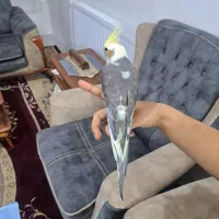 جوجه عروس هلندی  ۲ ماه  دستی