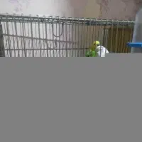 یک جفت مرغ عشق کار داده