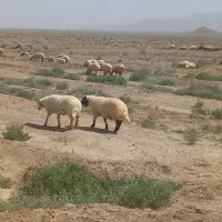 بره نر