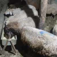 کوسفند کوشتی