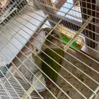 انواع پرنده معاوضه با قناری|پرنده|بیرجند, |دیوار