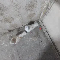 ساده هفترنگ نرماده|پرنده|تهران, والفجر (افسریه)|دیوار