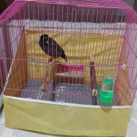 مینا سخن گو دو ساله بفروش میرسد