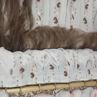 پرده اتاق خواب حریر|پرده، رانر، رومیزی|تهران, والفجر (افسریه)|دیوار