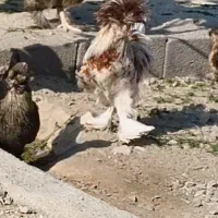 خروس سلطان و لهستانی اصل